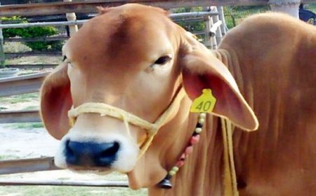 पशुपालकों में घटता जा रहा है देसी गाय का प्रचलन,दूध के लालच में पशुपालक पहाड़ी गाय से बना रहे दूरी