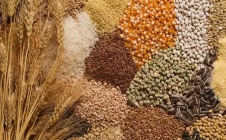 प्रदेश में अब सस्ते राशन के डिपुओं से मोटे अनाज से बने पौष्टिक खाद्य पदार्थ भी खरीद सकेंगे लोग