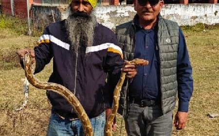 कृषि विज्ञान केंद्र, सिरमौर से इंडियन रॉक पाइथन को किया रेस्क्यू