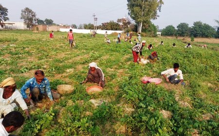 ऊना में आलू की बंपर फसल होने से किसानों के चेहरे पर खुशी की लहर