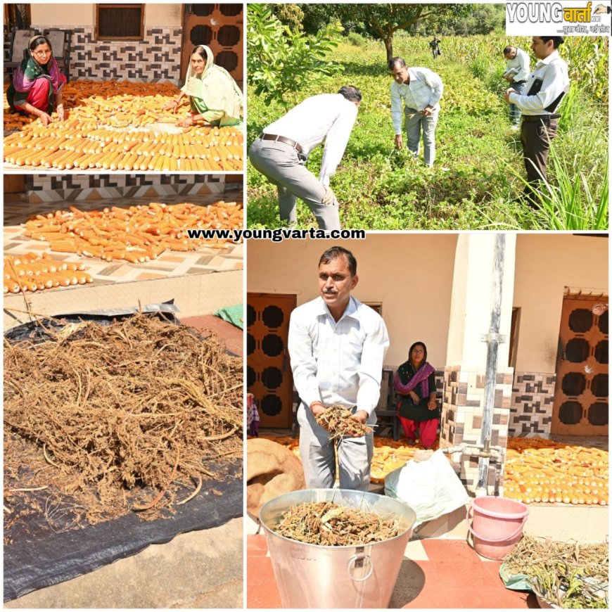 प्राकृतिक खेती में मिसाल बना हिमाचल का यह गांव , मोटा अनाज , दलहन और  तिलहन की फसलें एक साथ उगा रहे हैं किसान