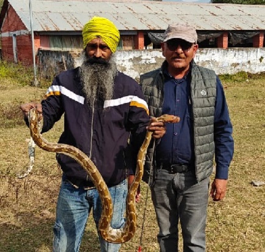 कृषि विज्ञान केंद्र, सिरमौर से इंडियन रॉक पाइथन को किया रेस्क्यू