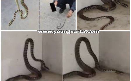 आखिर मिल गया राजा परीक्षित को डंसने वाला तक्षक नाग , पहले किसी ने नहीं देखा इतना दुर्लभ सर्प