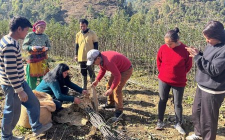 रंग ला रहे बागवानी विकास को बढ़ावा देने के प्रदेश सरकार के प्रयास
