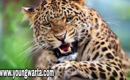 तेंदुए से बच कर रहे ग्रामीण , लोगों की सुरक्षा के मद्देनज़र उपायुक्त ने जारी की एडवाइज़री