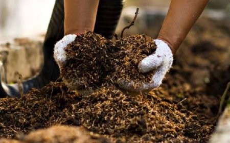 हिमाचल सरकार ने 3 रुपए के हिसाब से शुरू की गोबर खरीद, 100 किसानों से खरीदा 378 क्विंटल गोबर  