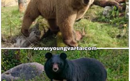 बेहद खतरनाक और चालाक जानवर है हिमाचल में पाया जाने वाला हिमालयन बेयर , पालक झपटे ही करता है हमला