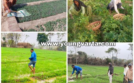 सिंचाई सुविधाओं ने बदली हरोली की तस्वीर , नकदी फसलों का बना गढ़ , किसानों के हुए वारे-न्यारे