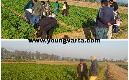 गेहूं की फसल में पीला रतुआ बीमारी आने के प्रति सचेत रहें किसान, कृषि विश्वविद्यालय पालमपुर ने जारी की एडवाइजरी
