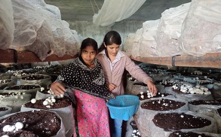 मशरूम प्लांट लगाने वाली भावना की ‘भावना’ को हर कोई कर रहा सलाम