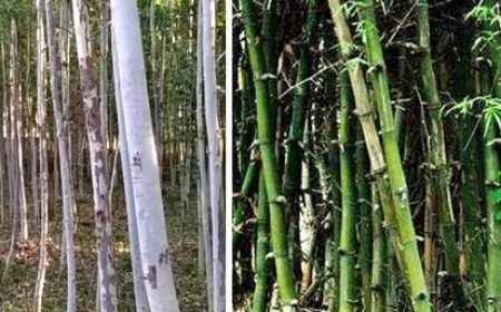 हिमाचल प्रदेश सरकार ने निजी भूमि पर तीन किस्मों के पेड़ों को काटने की दी अनुमति