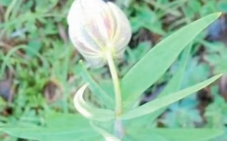 प्रदेश के जनजातीय क्षेत्रों में करीब 95 किस्मों की जड़ी-बूटियां विलुप्त होने के कगार पर