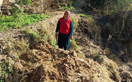 गोबर खरीद गारंटी : करसोग में 3 रुपये प्रति किलो की दर से गोबर खरीद शुरू, किसान पशुपालक होने लगे लाभान्वित