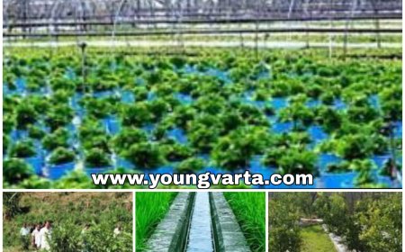 एचपी शिवा परियोजना बदलेगी हिमाचल के किसानों की तक़दीर , 4,000 हेक्टेयर क्षेत्र में जल्द मिलेगी सिंचाई सुविधा