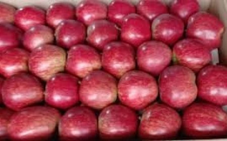 हिमाचल के बागवानों को अच्छे रंग और आकार के सेब उगाने के लिए लाखों की मदद करेगी सरकार 