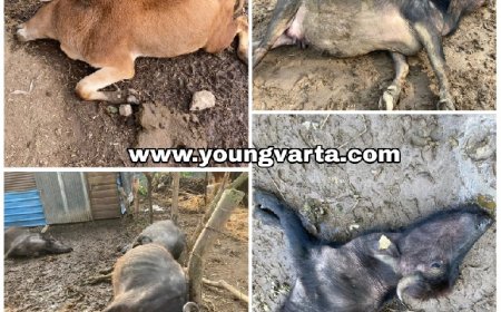 दर्दनाक : करंट की चपेट में आने से 8 मवेशियों की मौत, पशुपालक को लाखों का नुकसान 