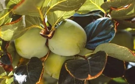 हिमाचल में जापानी फल के नए बगीचे लगाने के लिए इस वर्ष खासा उत्साह दिखा रहे बागवान