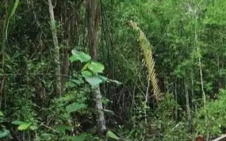 प्रदेश में ईको टूरिज्म को बढ़ावा देने के लिए सरकार ने वन विभाग की 50 साइटों का किया चयन