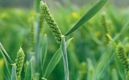 प्रदेश के किसानों की फसलों की पैदावार बढ़ाने में हरड़ के पौधे से तैयार नैनो जिंक करेगा मदद  