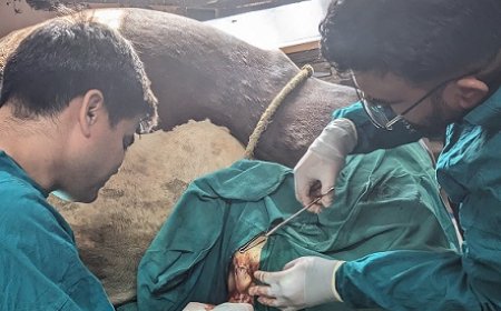 उपलब्धि : 7 किलोग्राम के जटिल मूत्रमार्गीय ट्यूमर का ऑपरेशन कर पशु चिकित्सक ने पशु को दिया नया जीवन