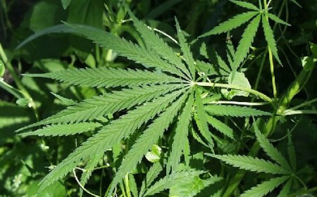 प्रदेश में औषधीय और औद्योगिक उपयोग के लिए ही होगी भांग की खेती,तैयारी शुरू 