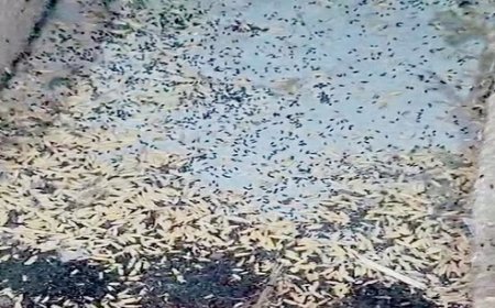 सरकारी गोदामों में रखे धान पर खाद्य आपूर्ति विभाग और राज्य नागरिक आपूर्ति निगम की अनदेखी भारी