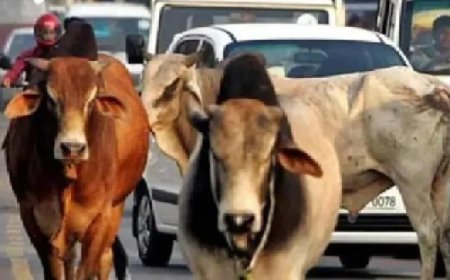 आवारा पशुओं से शहरवासियों को मिलेगी निजात,काऊ सेंचुरी शिफ्ट किये जा रहे आवारा पशु
