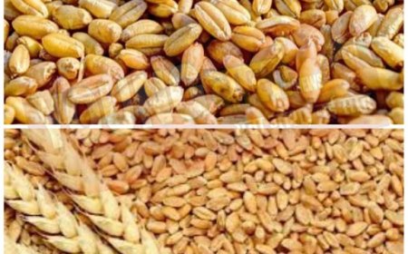 प्रदेश में इस बार खाद्य आपूर्ति विभाग किसानों से 2425 रुपये प्रति क्विंटल के हिसाब से खरीदेगा गेहूं 