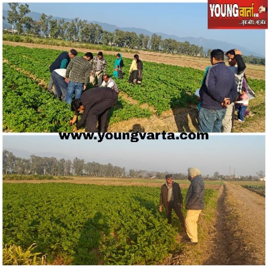 गेहूं की फसल में पीला रतुआ बीमारी आने के प्रति सचेत रहें किसान, कृषि विश्वविद्यालय पालमपुर ने जारी की एडवाइजरी