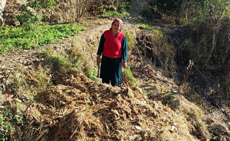 गोबर खरीद गारंटी : करसोग में 3 रुपये प्रति किलो की दर से गोबर खरीद शुरू, किसान पशुपालक होने लगे लाभान्वित