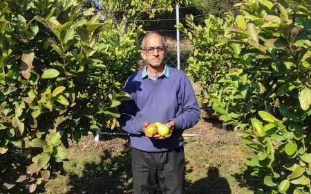 एचपी पी शिवा परियोजना ने बदली जोल के किसानों की तक़दीर , दस कृषकों ने लगाया अमरूद उगा कर बढ़ाई आमदनी