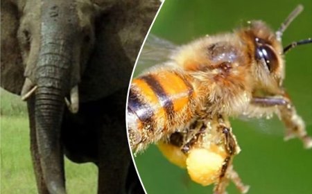 पांवटा क्षेत्र में आने वाले उत्तराखंड के जंगली हाथियों को अब दूर भगाएंगी मधुमक्खियां