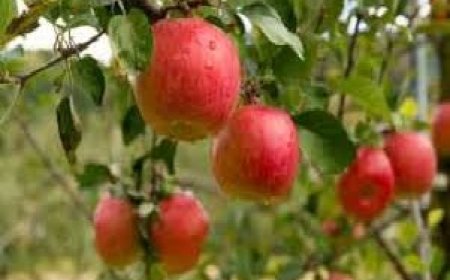 प्रदेश में बागवानों का अब आधुनिक खेती और सेब की नई किस्मों की ओर बढ़ा रुझान 