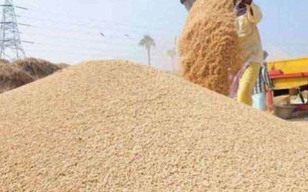 प्रदेश में किसानों से गेहूं की फसल खरीदने के लिए विभाग की ओर से सभी तैयारियां पूरी