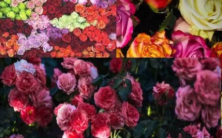 हिमाचल प्रदेश में कोविड महामारी में चौपट हुआ फूलों का कारोबार फिर से अब पूरी तरह लौटा पटरी पर