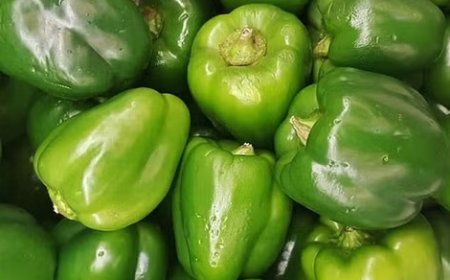 प्रदेश के किसानों को शिमला मिर्च की खेती में अब मुरझान रोग से होने वाले नुकसान से मिलेगी राहत  