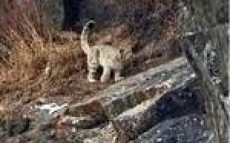 खुशखबरी : लाहौल की बर्फीली वादियों पर कैमरे में कैद हुआ दुर्लभ हिम तेंदुआ , निचले इलाकों का रुख कर रहे वन्य जीव