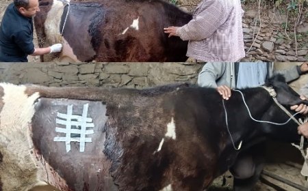 सराहनीय  : पशुपालन विभाग की टीम ने करीब 6 घंटे चले ऑपरेशन से बचाई गाय व नवजात बछड़े की जान  