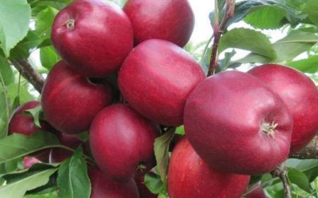 अमेरिका के साथ टैरिफ वॉर का हिमाचल के सेब कारोबार पर पड़ सकता है असर 