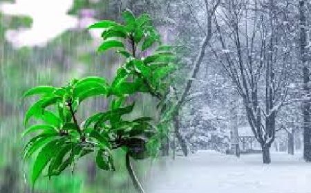 प्रदेश के कई भागों में एक सप्ताह तक बारिश का दाैर जारी रहने की संभावना