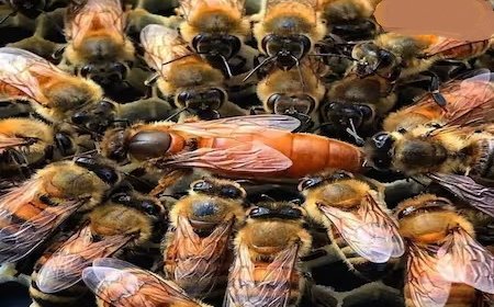 अब किसानों की मधुमक्खी पालन से बढ़ेगी आमदनी, वन विभाग ने प्रोजेक्ट एलिफेंट के तहत शुरू किया कार्य