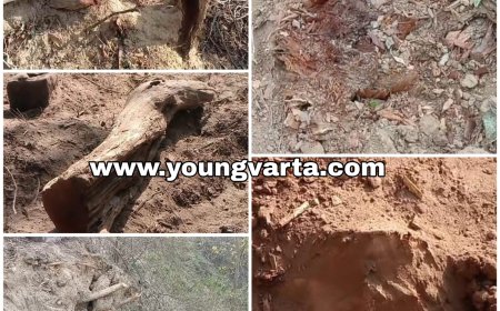 त्रिलोकपुर के जंगल में अवैध खैर कटान , जड़ें तक उखाड़ ले गए खेर माफिया , वन विभाग का कटान से इनकार 