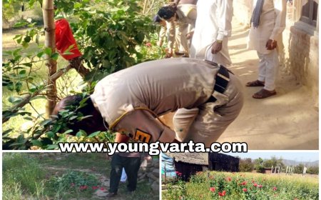 अफीम की खेती करने वाले को हुई जेल , सिरमौर के मंडपा गांव में चोरी छिपे हो रही थी नशे की खेती 