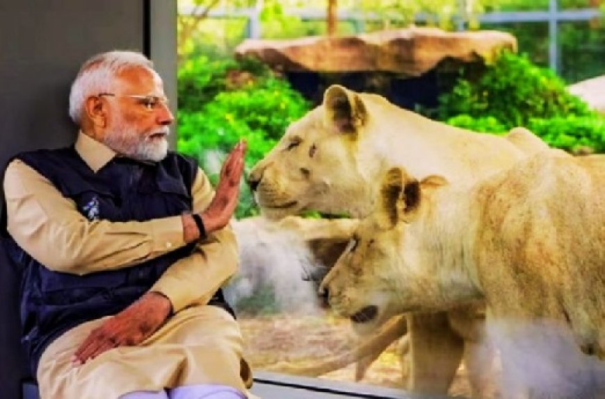 पीएम मोदी ने गुजरात के जामनगर में बचाव और पुनर्वास की अनूठी पहल वनतारा का किया उद्घाटन