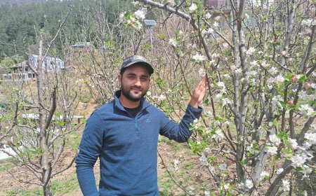 बदलती प्राकृतिक परिस्थितियों में उच्च घनत्व सेब बागवानी लाभदायक