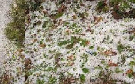 सिरमौर के शिलाई क्षेत्र में भारी बारिश व ओलावृष्टि से किसानों की नगदी फसलों को भारी नुकसान