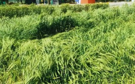 बारिश एंव तेज आंधी तूफान से गेहूं की फसल को नुकसान,किसान परेशान