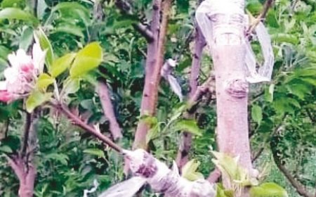 विदेशों से आई सेब की नई किस्में ग्राफ्ट कर 1500 रुपये तक दिहाड़ी कमा रहे युवा