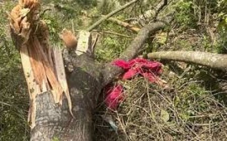 जंगल से लकड़ियां लाने गई महिला के ऊपर गिरा पेड़, मौके पर हुई मौत