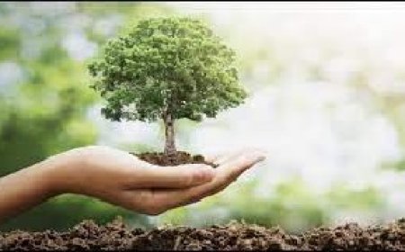 प्रदेश सरकार ने राज्य को 2027 तक हरित राज्य बनाने का रखा लक्ष्य, युवाओं को भी मिलेगा रोजगार 